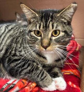Domestic Short Hair Cats Available for Adoption in Olean, New York - Mary | PetCurious