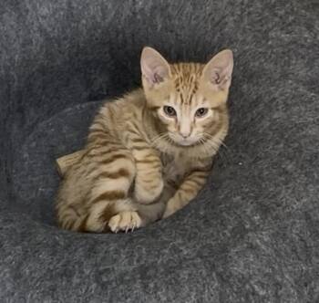 Toby Keith -  Tabby Cat for Adoption in Theodore, Alabama - Toby Keith | PetCurious