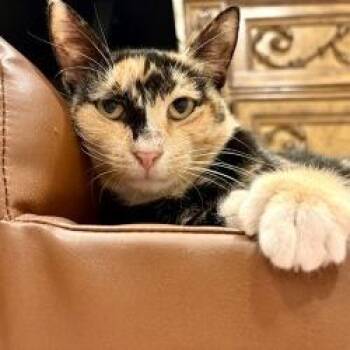 Shirley -  Domestic Short Hair Cat for Adoption in West Palm Beach, Florida - Shirley | PetCurious