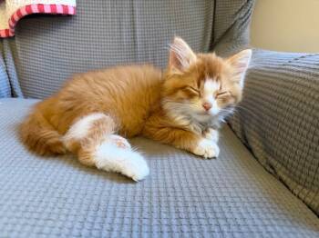 Rescue Domestic Medium Hair Cats for Adoption in Johnson City, Tennessee - Sonny | PetCurious