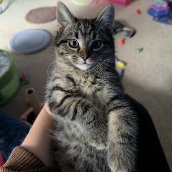 Catzilla -  Domestic Short Hair Cat for Adoption in Normal, Illinois - Catzilla | PetCurious
