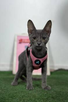 Unico-One of our Amazing Rescue Cats -  Russian Blue and Oriental Short Hair Cat for Adoption in Carlsbad, California - Unico-One Of Our Amazing Rescue Cats | PetCurious