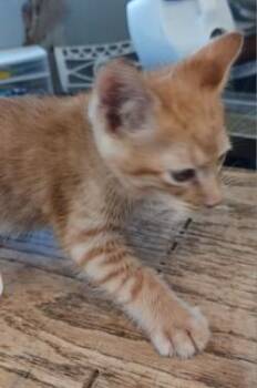 Benson -  Domestic Short Hair Cat for Adoption in West Memphis, Arkansas - Benson | PetCurious