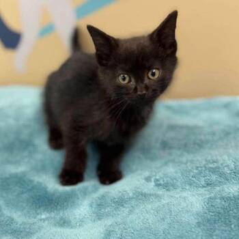 Braxton -  Domestic Short Hair Cat for Adoption - Braxton | PetCurious