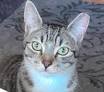 Harley (with Holly) -  Domestic Short Hair Cat for Adoption in Silverton, Oregon - Harley (with Holly) | PetCurious