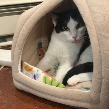 Andy -  Domestic Short Hair Cat for Adoption in Slippery Rock, Pennsylvania - Andy | PetCurious