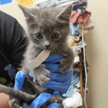 Mac -  American Shorthair Cat for Adoption - Mac | PetCurious