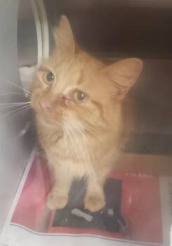 Domestic Medium Hair Cats Available for Adoption in St. Louis, Missouri - MINI | PetCurious