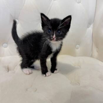 Domestic Short Hair and Tuxedo Cats Available for Adoption in Mastic, New York - Bean | PetCurious