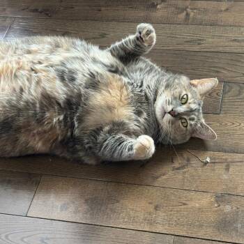 Princess Cupcake -  Domestic Short Hair Cat for Adoption in Philadelphia, Pennsylvania - Princess Cupcake | PetCurious