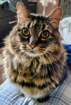 Rescue Domestic Long Hair Cats for Adoption in Brownsville, Pennsylvania - Honey | PetCurious