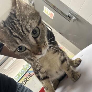 Domestic Short Hair Cats Available for Adoption - Helia | PetCurious