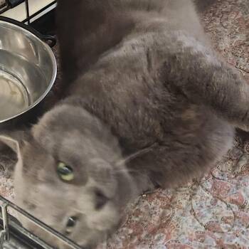 Domestic Short Hair Cats Available for Adoption in Corsicana, Texas - Wesley C45879 | PetCurious