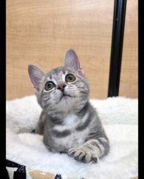 Dazzle -  Domestic Short Hair Cat for Adoption in Rowlett, Texas - Dazzle | PetCurious