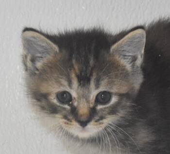 Mandy -  Domestic Short Hair Cat for Adoption in Springfield, Ohio - Mandy | PetCurious