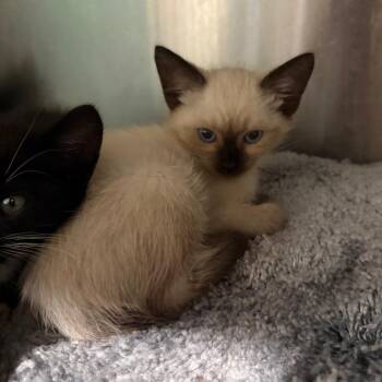 Ann -  Siamese and Domestic Short Hair Cat for Adoption in Cumming, Georgia - Ann | PetCurious