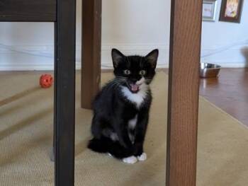 Jeremy -  Domestic Medium Hair and Domestic Short Hair Cat for Adoption - Jeremy | PetCurious