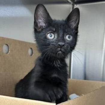 Dragonfly -  Domestic Short Hair Cat for Adoption - Dragonfly | PetCurious