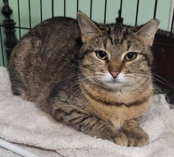Clarissa -  Domestic Short Hair Cat Available for Adoption in Webster Groves, Missouri - Clarissa | PetCurious