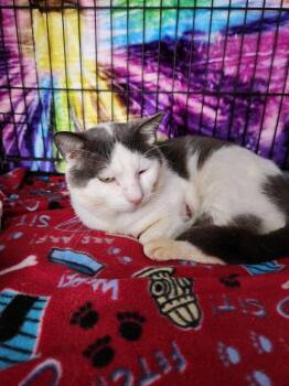 Moochie -  Domestic Short Hair Cat for Adoption in St. Peters, Missouri - Moochie | PetCurious