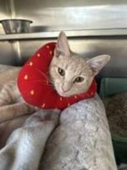 Mazey -  Domestic Short Hair Cat for Adoption in Manitowoc, Wisconsin - Mazey | PetCurious