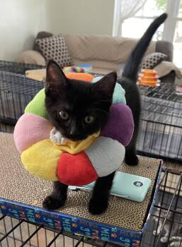 Domestic Short Hair Cats Available for Adoption in Oviedo, Florida - KoKo | PetCurious