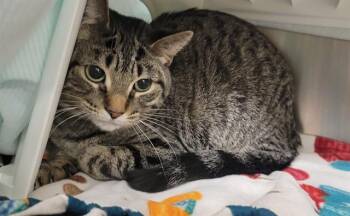 Domestic Short Hair Cats Available for Adoption - BUTTON | PetCurious