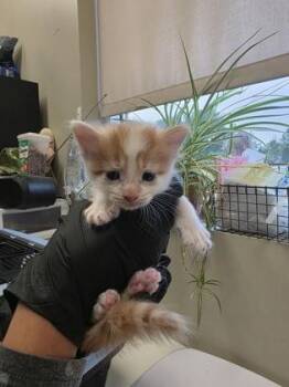Lincoln -  Domestic Long Hair and Domestic Short Hair Cat for Adoption in Fishers, Indiana - Lincoln | PetCurious