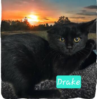 Rescue Domestic Short Hair Cats for Adoption in Jim Thorpe, Pennsylvania - Drake | PetCurious