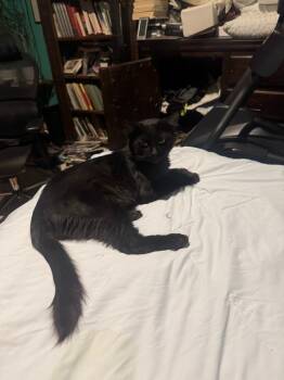 Rescue Domestic Short Hair Cats for Adoption in San Antonio, Texas - Seymour | PetCurious