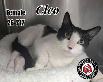 Cleo -  Domestic Short Hair Cat for Adoption in Georgetown, Kentucky - Cleo | PetCurious