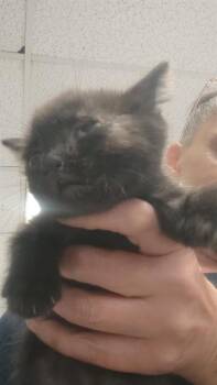 SALLY -  Domestic Short Hair Cat for Adoption in Stockton, California - SALLY | PetCurious