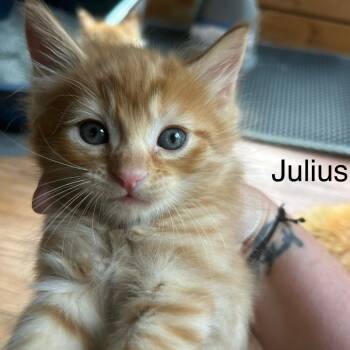 Rescue Domestic Medium Hair Cats for Adoption in Blairsville, Georgia - Julius | PetCurious
