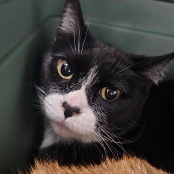 Domestic Short Hair Cats Available for Adoption in Evansville, Indiana - Sylvester | PetCurious