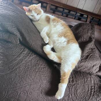 Domestic Short Hair Cats Available for Adoption in Lynchburg, Virginia - Fredie | PetCurious