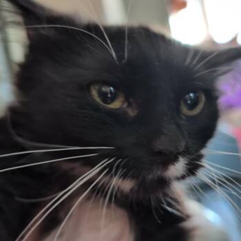 Penguin Armbrust -  Domestic Short Hair Cat for Adoption in Eagle Mountain, Utah - Penguin Armbrust | PetCurious