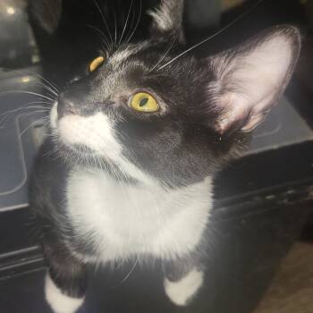 Rescue Domestic Short Hair Cats for Adoption in Arizona City, Arizona - Lemme | PetCurious