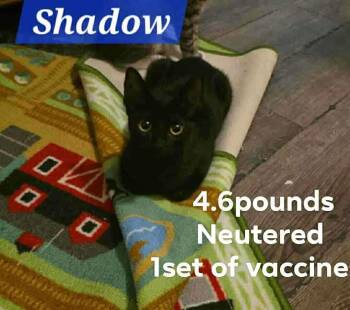 Rescue Domestic Short Hair Cats for Adoption in Gun Barrel City, Texas - Shadow | PetCurious