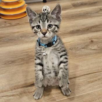 Domestic Short Hair Cats Available for Adoption in Stoughton, Wisconsin - Cisco | PetCurious