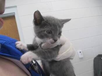 BOOTS -  Domestic Short Hair Cat for Adoption in Ocala, Florida - BOOTS | PetCurious
