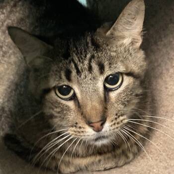 Rescue Domestic Short Hair Cats for Adoption in South Elgin, Illinois - Sammy | PetCurious