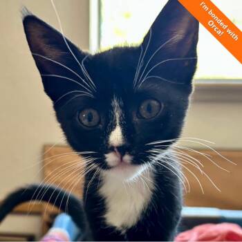 Pixel -  Domestic Short Hair Cat for Adoption in Pleasant Hill, California - Pixel | PetCurious