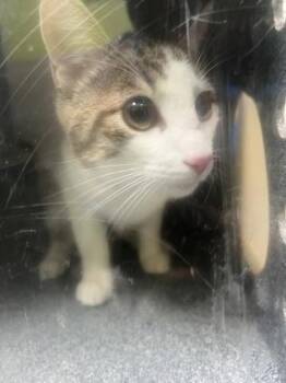 Binxy -  Domestic Short Hair Cat for Adoption in New Orleans, Louisiana - Binxy | PetCurious