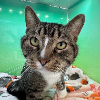 Rescue Domestic Short Hair Cats for Adoption in Zimmerman, Minnesota - Captain | PetCurious