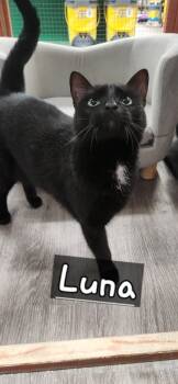 Rescue Domestic Short Hair Cats for Adoption in Town 