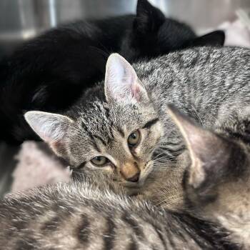 White Button -  Domestic Short Hair Cat for Adoption in Davenport, Iowa - White Button | PetCurious