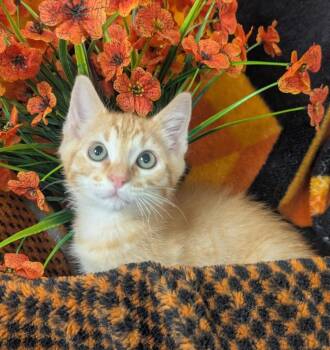 4/14/26 Bright -  Domestic Short Hair Cat Available for Adoption in Stillwater, Oklahoma - 4/14/26 Bright | PetCurious