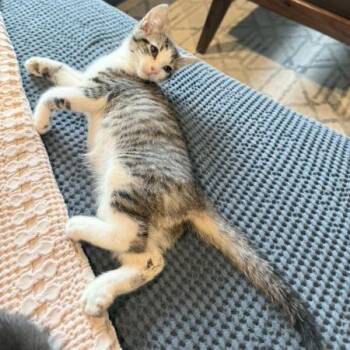 Mayhem -  American Shorthair Cat for Adoption in New York, New York - Mayhem | PetCurious