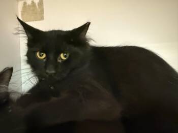 Rescue Domestic Long Hair Cats for Adoption in Cleveland, Ohio - Kenny Rogers | PetCurious