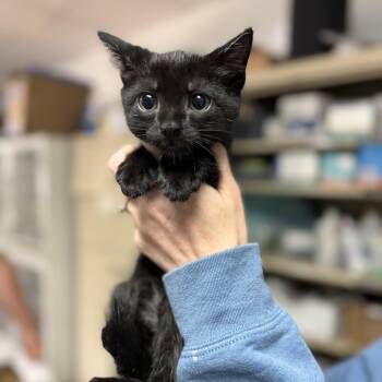 Moe -  Domestic Short Hair Cat Available for Adoption in Columbia, South Carolina - Moe | PetCurious